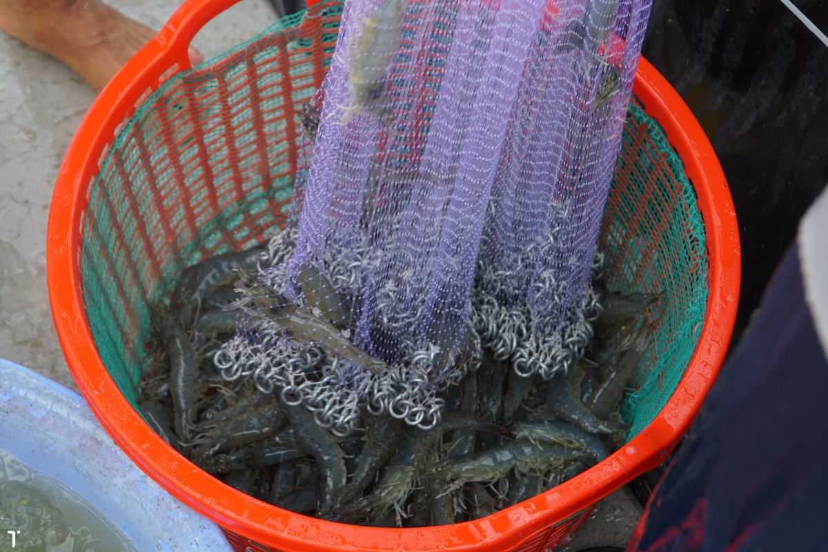 Tôm thẻ chân trắng